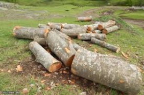 Բացահայտվել են առանձնապես խոշոր չափերի ապօրինի ծառահատումների դեպքեր